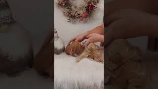 🎄🧸🐶goldendoodle puppy cute aww puppylove [upl. by Ahsenyt]