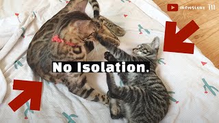 Introduce Cats amp Kittens WITHOUT SeparationIsolation Fastest Method [upl. by Annahaj]