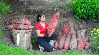 Harvesting Big Wild Tuber Go To Market Sell  How To Cooking Wild Tuber  My Bushcraft [upl. by Ydnahs]