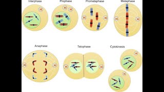 L12 Functions of Anaphase promoting complex amp contractile ring Anaphase amptelophase of Mitosis [upl. by Inavihs]