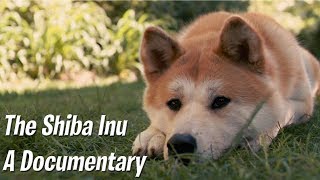 The Shiba Inu  A documentary [upl. by Aneeuq]