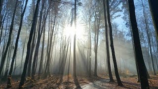 Wanderung im Odenwald von Steinau auf Neunkirchener Höhe und Rimdidim [upl. by Balliett]