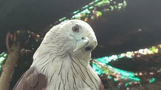 Brahminy Kite and Other Birds in Phnom Tamao Zoo [upl. by Eilagam900]