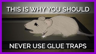 Why Nobody Should EVER Use Glue Traps [upl. by Schwartz]