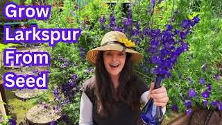 Larkspur Flowers Growing Tips amp Harvesting Seeds💜 [upl. by Firooc884]