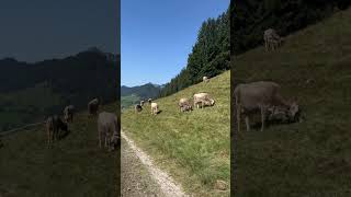 Tag in Berg Wildhaus mountains alps nature swissalps travel cow swissnature [upl. by Dirgis]