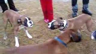 boxer dog fight [upl. by Arihay]