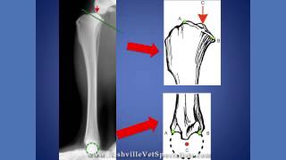 Surgical Options for Canine CCLR [upl. by Adlesirg]