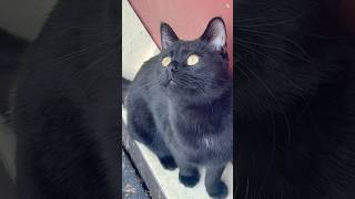 Grass ain’t greener on the other sidecuteblackcat youtubeshorts music [upl. by Gino]