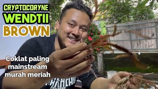 Cryptocoryne Wendtii brown paling umum dari semua species cryptocoryne  KOLAMSCAPE eps24 [upl. by Ketti]