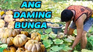 KALABASA FARMING IN THE PHILIPPINES harvesting and storage tips [upl. by Ainirtak]