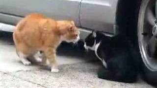 Wicked Crazy sounding Cat Funny cat sounds [upl. by Kelula73]