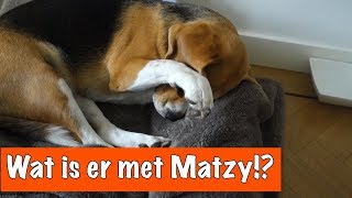 Arme Matzy  DierenpraatTV [upl. by Mialliw]