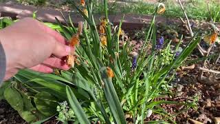 How to care for Daffodils and Muscari after they bloomand WHY [upl. by Itaws954]