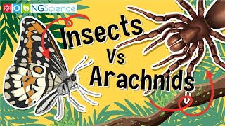 Insects Vs Arachnids [upl. by Arorua]