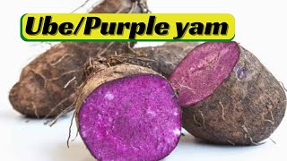 UbePurple YamMoonshine Yam [upl. by Gnilyarg]