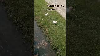 🦆🦢Ducks swimming video shortvideo animals varilshort ducks funny uploud [upl. by Ainerbas]