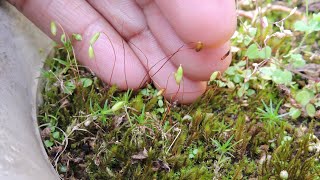 Funaria hygrometrica  Bonfire Moss  Bryophyta  Plant Kingdom  Lower plants  Shillong [upl. by Cece]