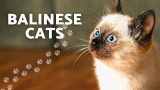 Should You Get A Balinese Cat Get To Know This Beautiful Cat Breed  Cat Shorts [upl. by Cooley]