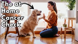 How to check for Cancer in your DOG Dr Dan explains Lymphoma [upl. by Atla]