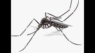 Ciclo de Vida del Aedes aegypti [upl. by Steve]