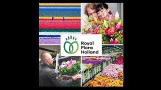 Royal FloraHolland Aalsmeer Netherlands Auction Dutch flower market cooperative tulips flowers [upl. by Hameerak]