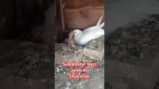 Kboteri apny bacho ko chogha daty hovy foryou bird viralshort birdlove pets ytshorts viral [upl. by Letnohc597]