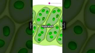 What is a Vacuole Explained biology facts cellbiology science highlights knowledge yt [upl. by Nysa634]