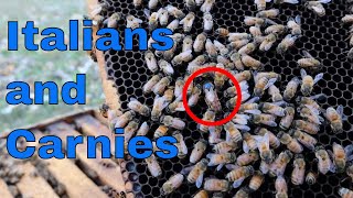 Italian Bees VS Carniolan Bees What we are doing and why I think [upl. by Vin]