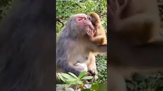 The mother and child monkey were very happy [upl. by Hanid]