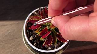 Feeding my Venus Fly Trap [upl. by Inafetse]