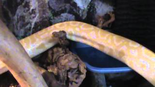 10ft Burmese Python VivariumCage [upl. by Nellir632]