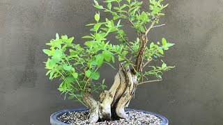 Honeysuckle Bonsai  Update from 2018 [upl. by Sumaes]