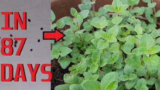 How to grow Oregano Greek Oregano [upl. by Leacim]