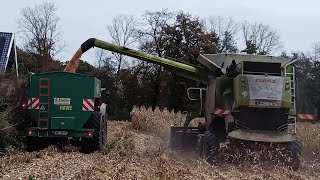 Maisdorsen met Loonbedrijf Steenweg [upl. by Hoban]