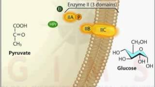 Phosphotransferase System PTS Transport YouTube [upl. by Tynan]