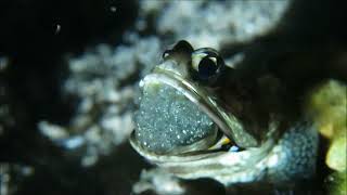 Banded Jawfish Eggs Hatching [upl. by Asli148]