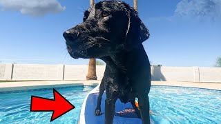 MY DOG Vs A PADDLE BOARD [upl. by Sandro750]