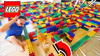 WORLDS BIGGEST Maze for Cats Can the Kitten ESCAPE [upl. by Janiuszck]