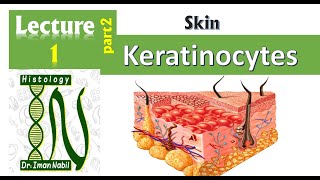 1b Histology of the epidermis part2Keratinocytes and epidermal layers Skin [upl. by Hoffman]