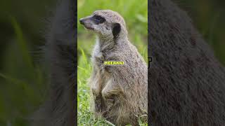 Meerkats EXPOSED 10 Facts You Didnt Know [upl. by Netnilc]