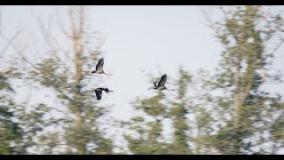 Opnieuw kraanvogelgeluk in Limburg [upl. by Hepsiba]