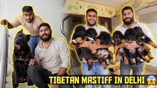 He has Tibetan Mastiff Cane Corso amp Cows at His Home in Gurgaon 😱Puppy Giveaway [upl. by Parette]