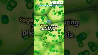 Anatomy of a leafplantphysiology botanyexplained basicscience shortsvideo [upl. by Ayotnahs877]