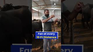 ऐसा बनाओ DAIRY FARM🐄🛖फिर देखो जलवा 🔥🤑Watch Full Video👆 indianfarmer shorts [upl. by Eleahcim80]