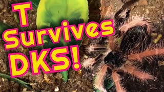 Tarantula Survives DKS [upl. by Elvira]