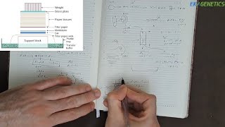 آموزش کامل تکنیک نورترن بلات Northern Blotting به زبان فارسی [upl. by Tiff]