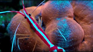 Feeding Lobophyllia coral [upl. by Honniball812]