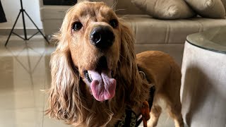 Training my cocker spaniel to fetch the ball [upl. by Garnes]