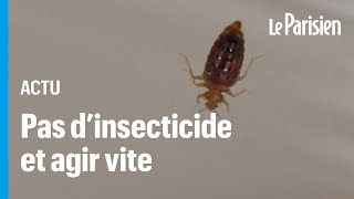 Punaises de lit  « En une matinée on peut décontaminer sa chambre » assure un parasitologue [upl. by Rotsen]